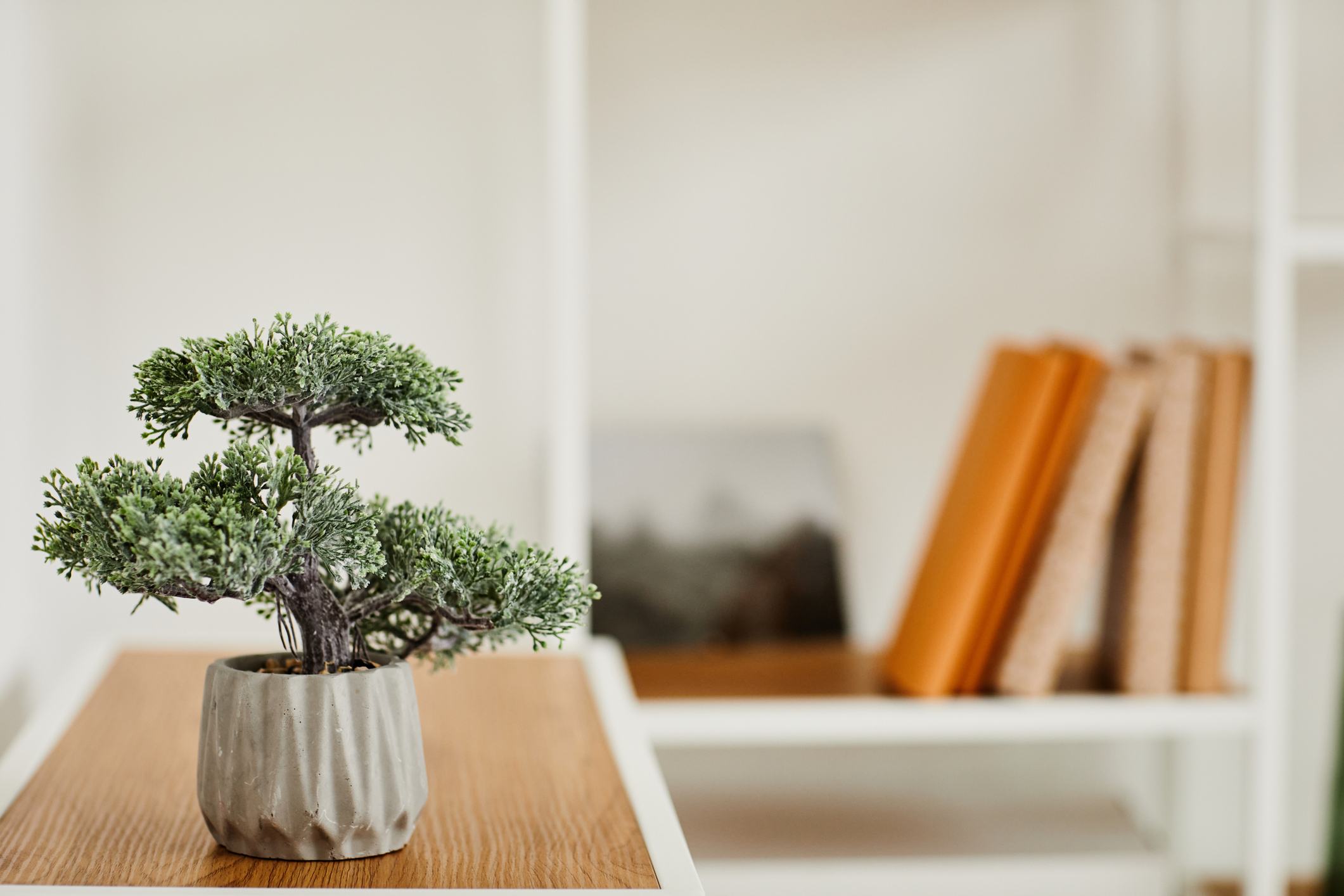 Zelenilo u domu: Kako brinuti o bonsai drvetu?