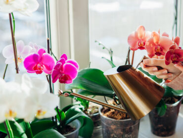 Orhideje – omiljen cvet tokom cele godine