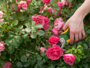 Uzgajanje ruža: Greške koje treba izbegavati za prelepe cvetove