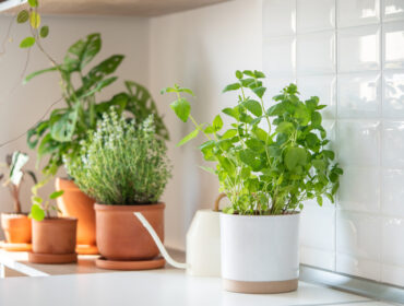 7 idealnih biljaka za kuhinju; biljke u kuhinji