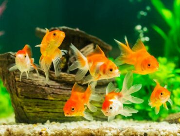 Feng šui akvarijum privlači blagostanje: Gde da ga stavite; akvarijum sa zlatnim ribicama